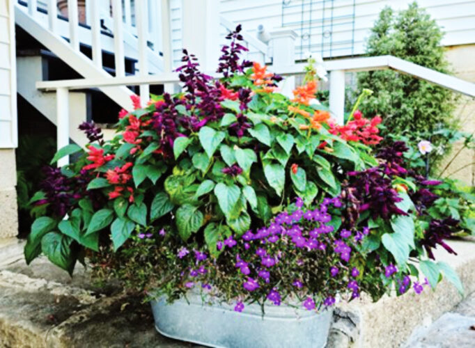 What’s not to love about salvia?